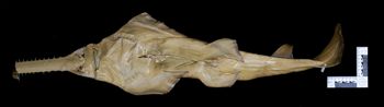 Media type: image;   Ichthyology 36960 Aspect: ventral,description